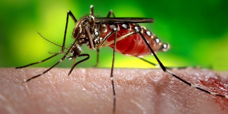 Mosquito-borne diseases could be prevented by skin cream