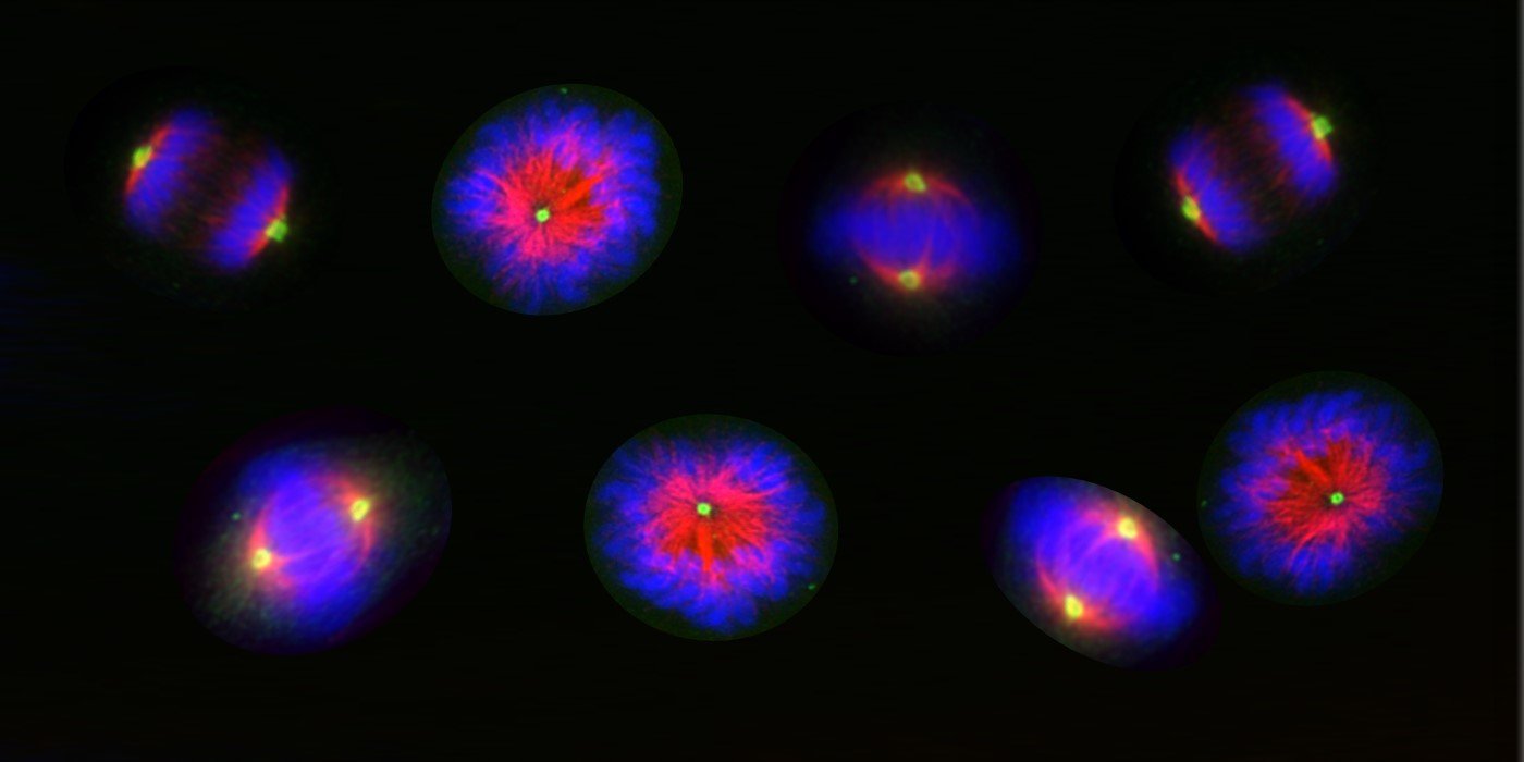 LIMR MMED Cancer 1400x700