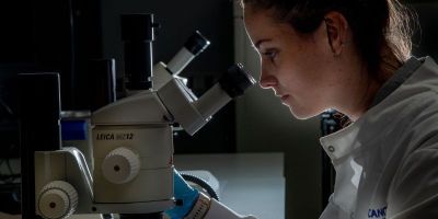Cancer researcher using a microscope