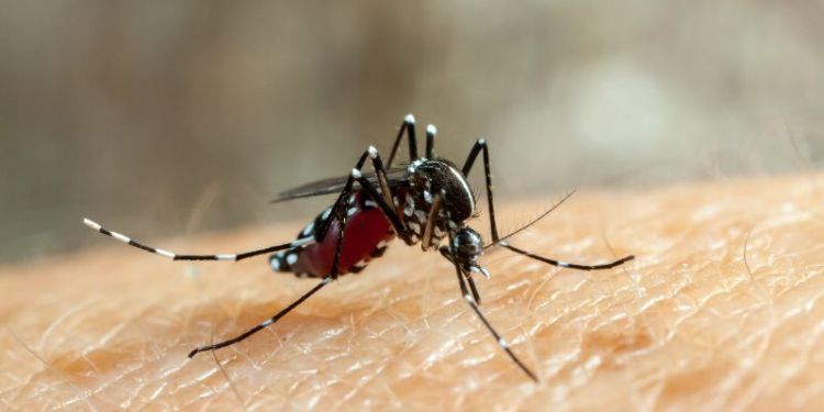 Targeting mosquito spit to halt virus spread 