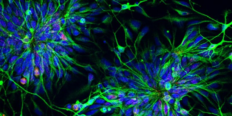 MMED themes rare disease