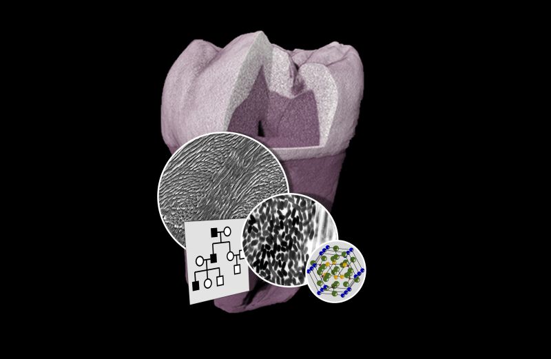 Dentistry biomaterialisation image