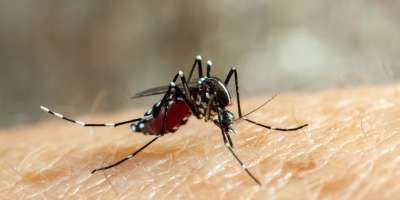 Mosquito on human limb