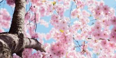 Pictute of cherry blossom-covered tree branches from below.
Image free to use via Pixabay.